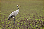 auf Äckern und Feldern... Grauer Kranich *Grus grus* auf dem Weg ins Winterquartier