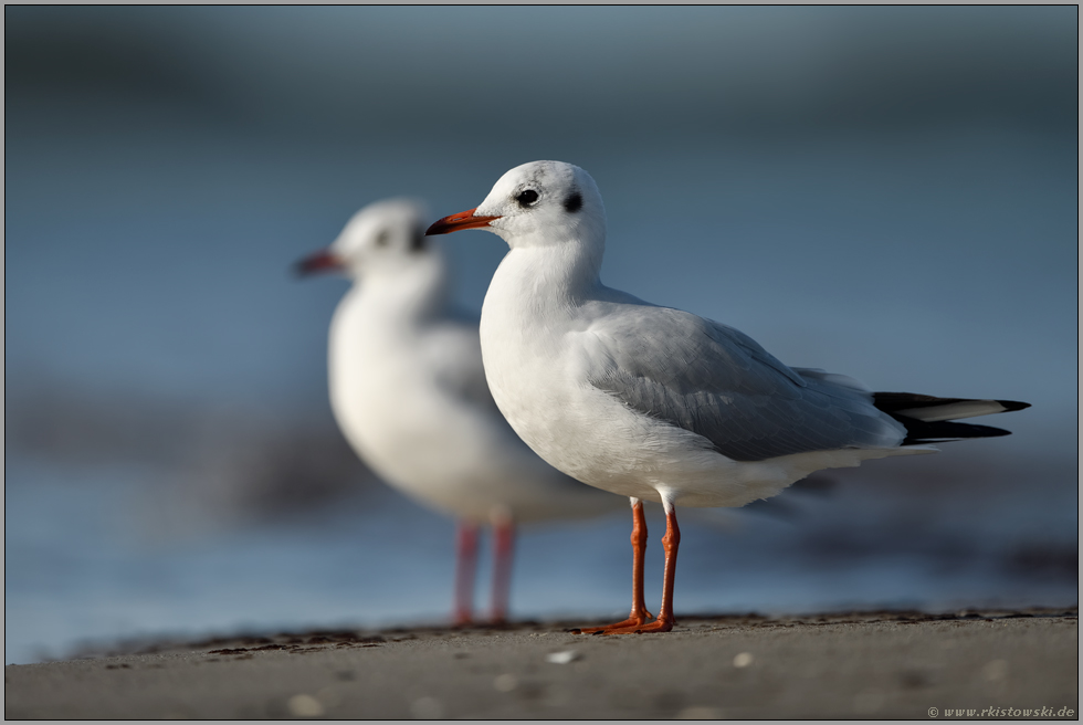 im Doppelpack... Lachmöwe *Chroicocephalus ridibundus* am Strand der Ostsee