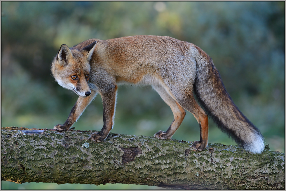 Kletterkünster... Rotfuchs *Vulpes vulpes* im Herbst auf einem Baumstamm