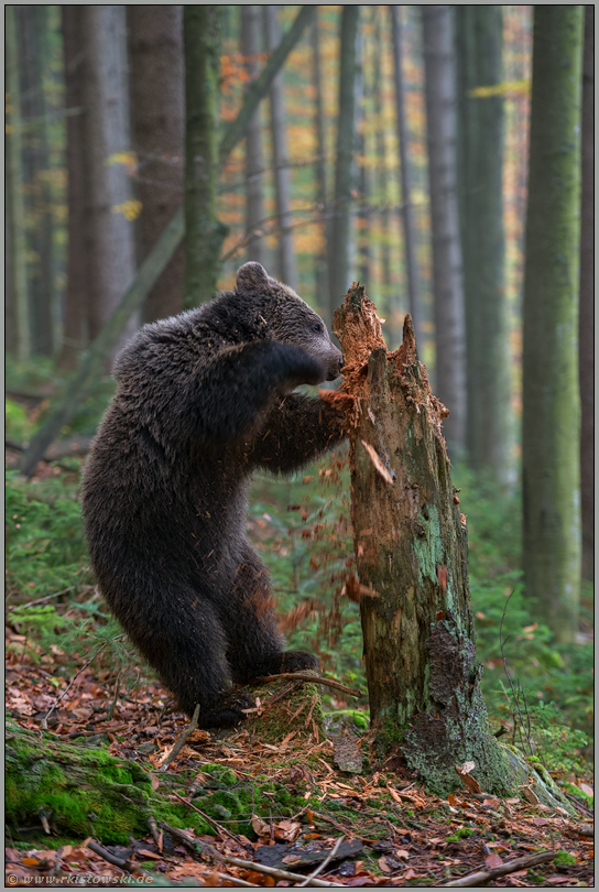 wo rohe Kräfte walten... Europäischer Braunbär *Ursus arctos*