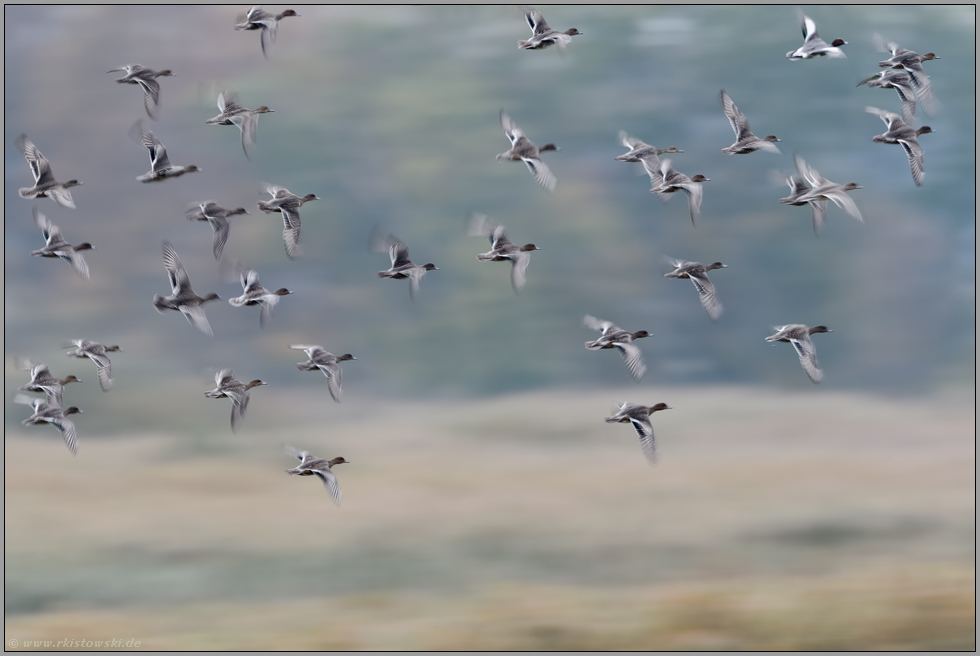 in schnellem Flug... Pfeifenten *Mareca penelope*, wilde Enten im Formationsflug