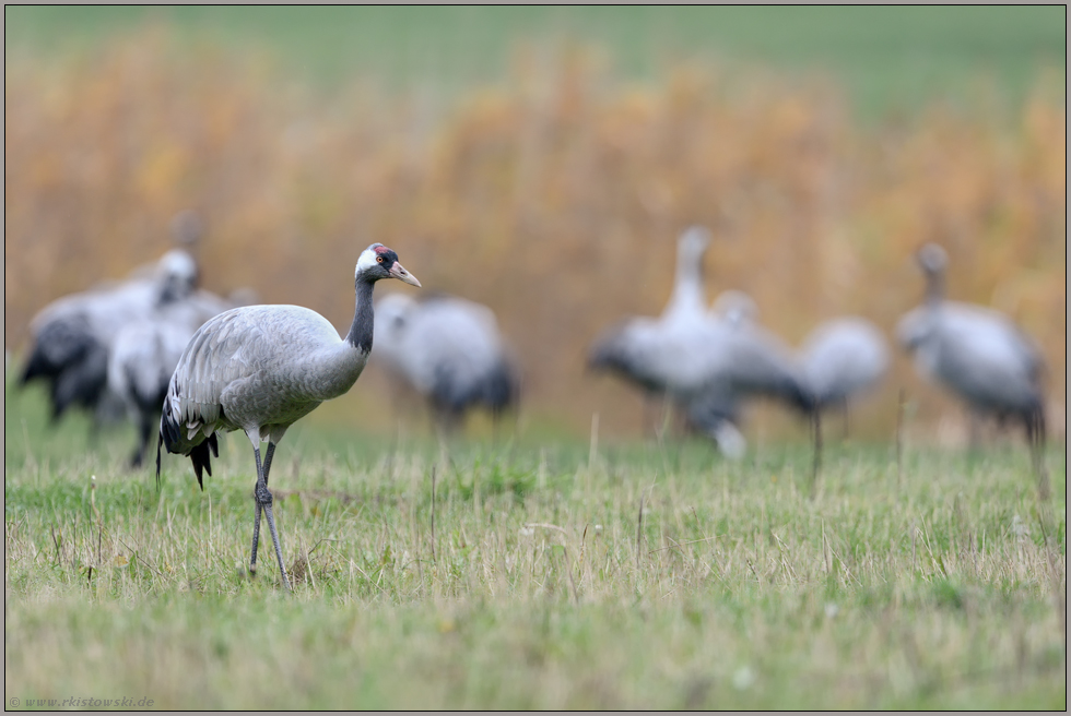 Kranichrast...  Grauer Kranich *Grus grus* auf einer nassfeuchten Wiese