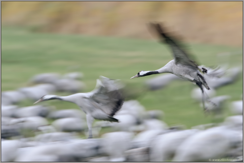 im Landeanflug... Grauer Kranich *Grus grus* bei der Landung, Mitzieher