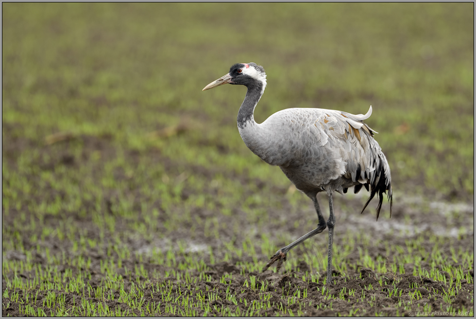 rote Kopfplatte... Grauer Kranich *Grus grus* im Wintergetreide