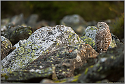 frühmorgens... Habichtskauz *Strix uralensis* am Waldrand im Geröllfeld, nahezu perfekt getarnt