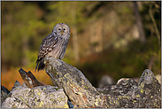 erste Sonnenstrahlen... Habichtskauz *Strix uralensis* bei Sonnenaufgang auf exponierter Sitzwarte