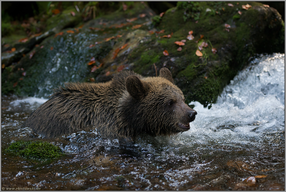 im Wildbach... Europäischer Braunbär *Ursus arctos*