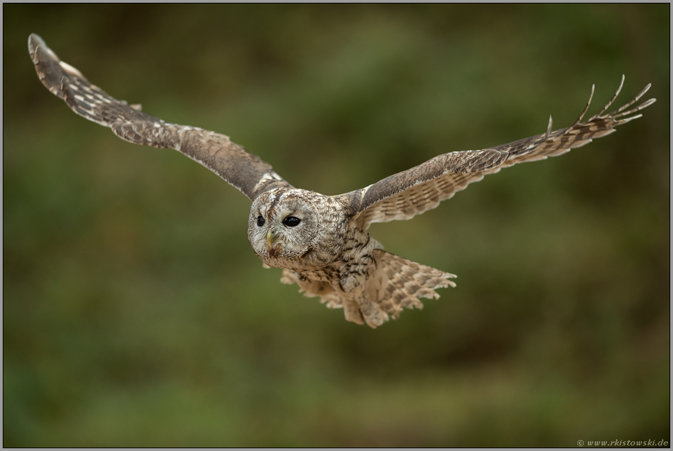 im Flug... Waldkauz *Strix aluco*, frontale Ansicht