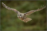 im Flug... Waldkauz *Strix aluco*, frontale Ansicht