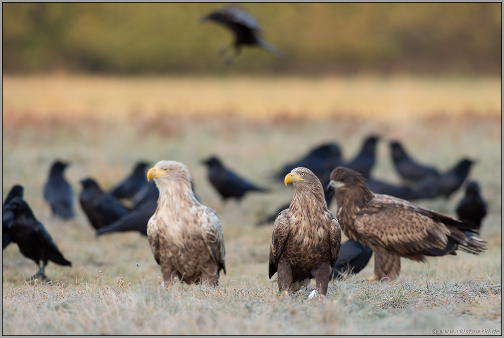 Adler unter sich... Seeadler *Haliaeetus albicilla* verschiedenen Alters und Gefiederfärbung