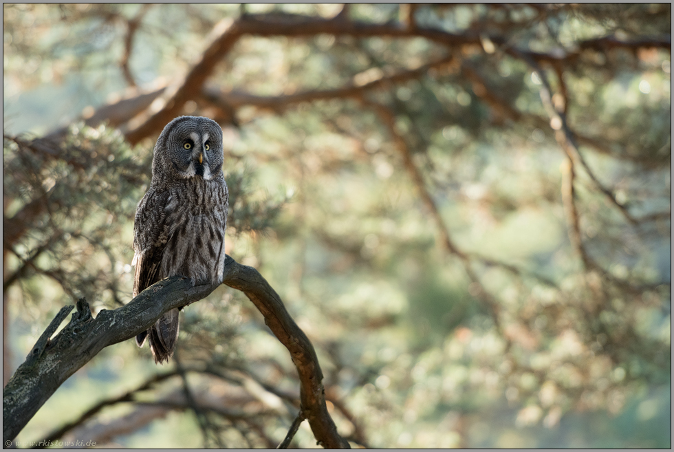 aufgebäumt... Bartkauz *Strix nebulosa* am hellen Tag im Baum sitzend