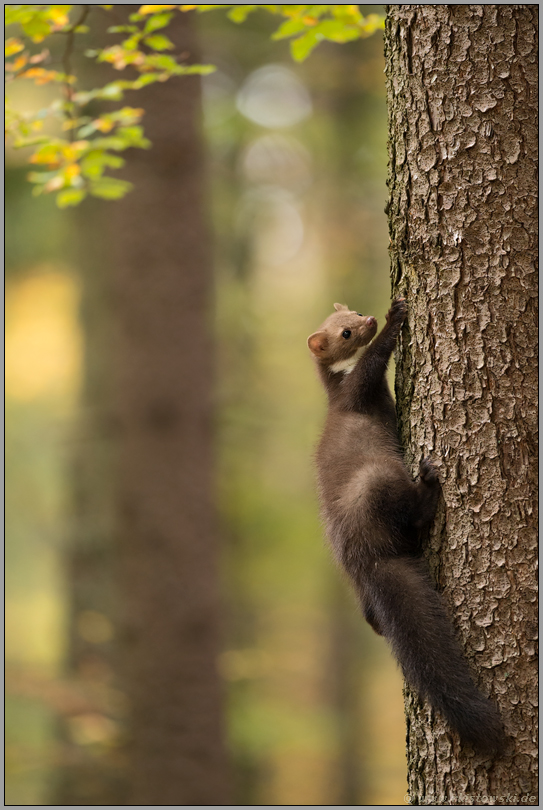 kletternd am Baum... Steinmarder *Martes foina* im goldenen Herbst