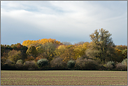 Explosion der Farben... Lanker Bruch *Meerbusch* im Herbst