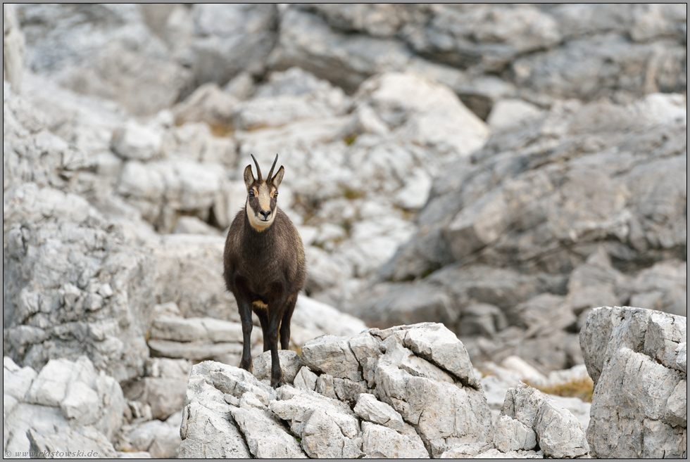 im Felsenmeer... Gämse *Rupicapra rupicapra*, Gams in einem Geröllfeld in den Kalkalpen