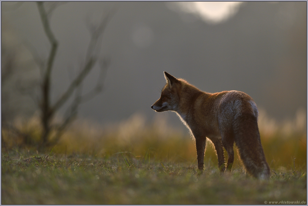 im späten Gegenlicht... Rotfuchs *Vulpes vulpes* hoch konzentriert