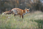 im Herbst... Rotfuchs *Vulpes vulpes* mit angespanntem Blick