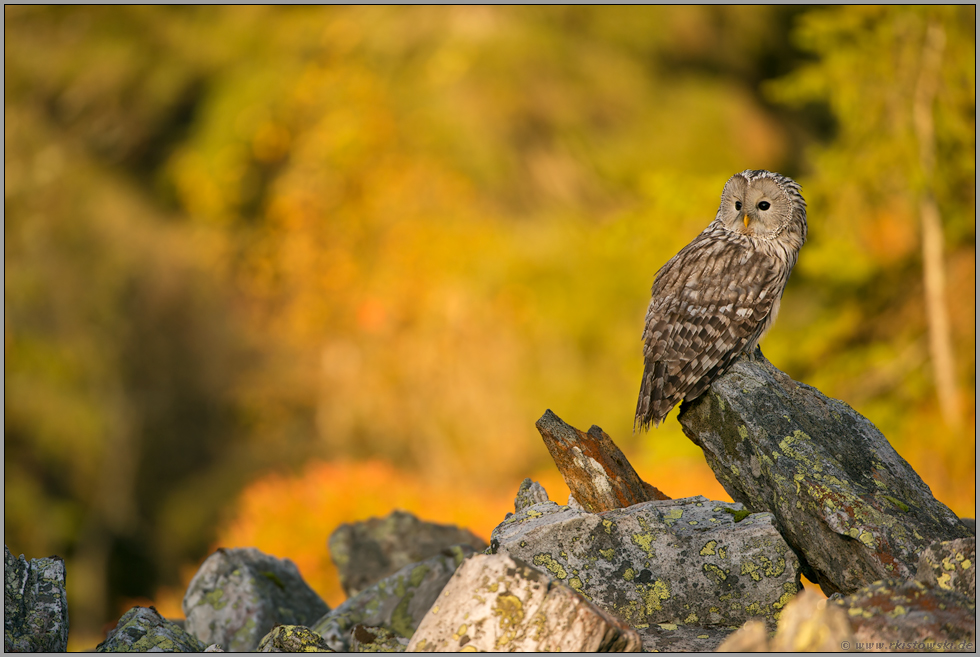 Feuerwerk der Farben... Habichtskauz *Strix uralensis* im Herbst