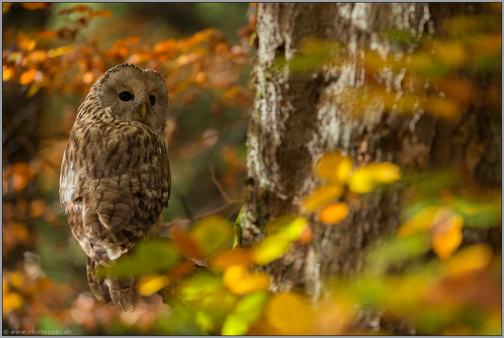 im Herbstwald... Habichtskauz *Strix uralensis* im Baum sitzend