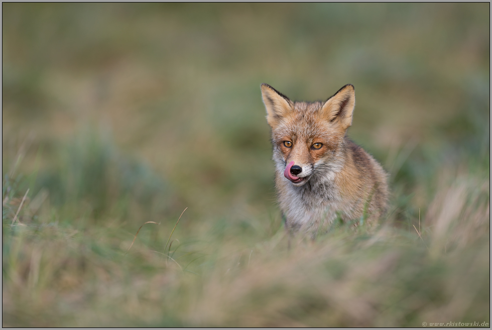 Appetit... Rotfuchs *Vulpes vulpes* schleckt sich das Maul