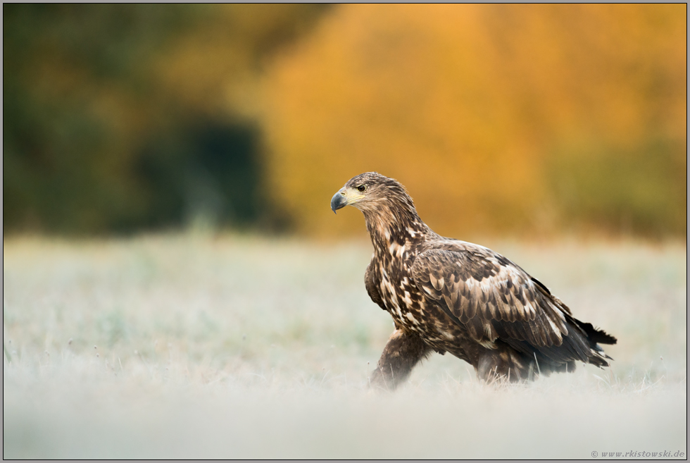 kräftige Schritte... Seeadler *Haliaeetus albicilla* läuft auf frostigem Boden über eine Wiese