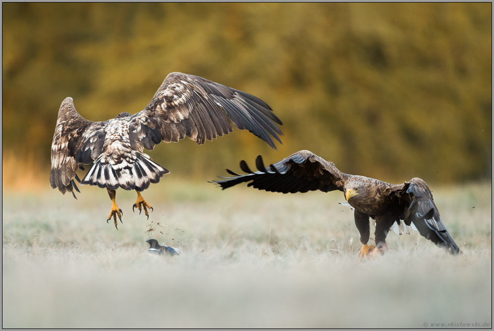 Zwist... Seeadler *Haliaeetus albicilla*, Alt- und Jungvogel streiten sich