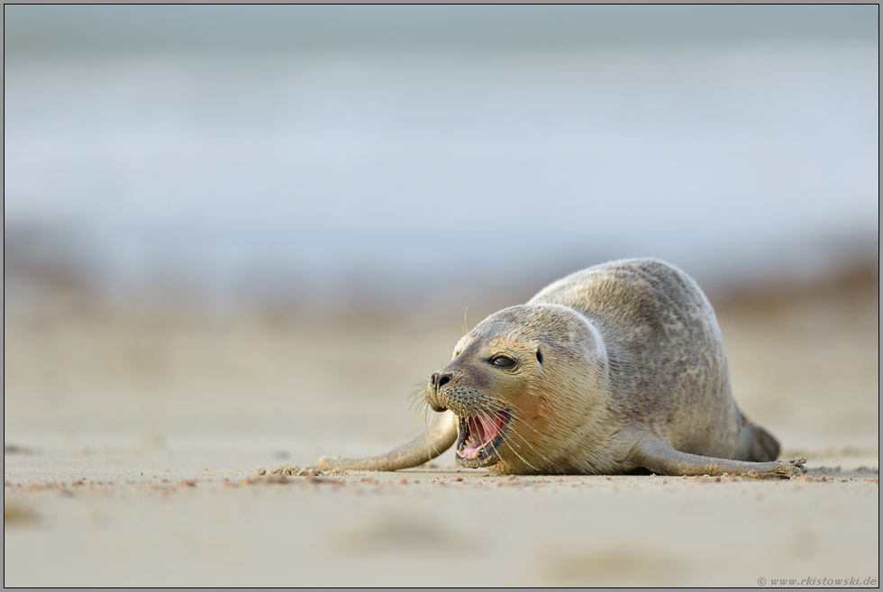 wehrhaft... Seehund *Phoca vitulina * am Strand liegend