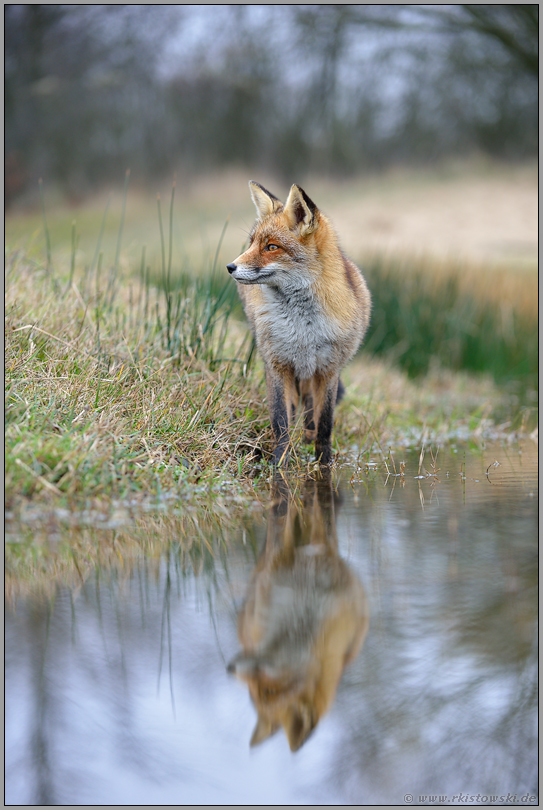 abgelenkt... Rotfuchs *Vulpes vulpes* steht an einer mit Wasser gefüllten Senke