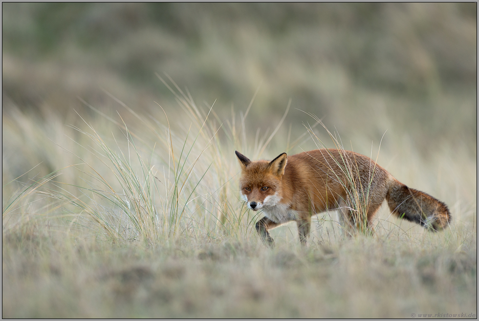 auf der Mäusejagd... Rotfuchs *Vulpes vulpes* unterwegs