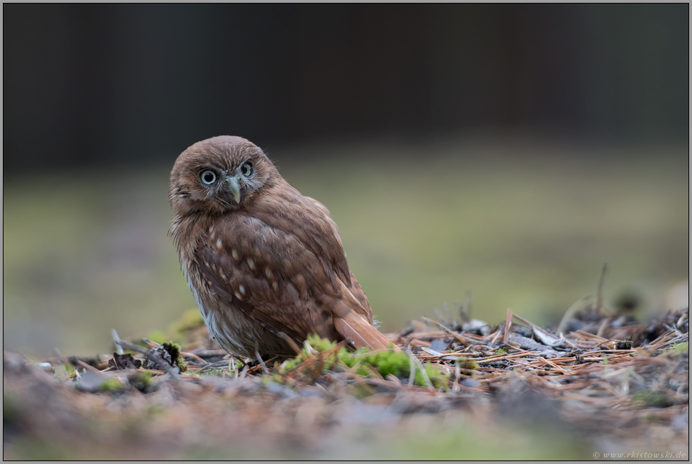 ganz ungewohnt... Brasil-Sperlingskauz *Glaucidium brasilianum* sitzt am Boden