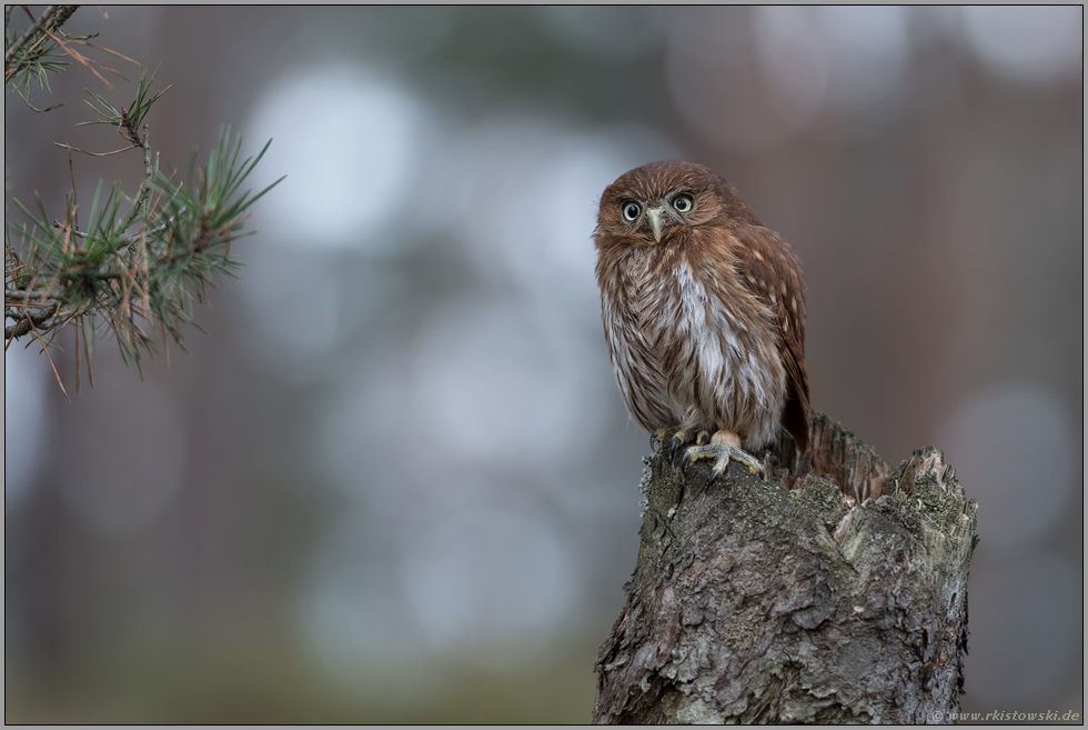 kleiner Knirps...  Brasil-Sperlingskauz *Glaucidium brasilianum*, kleinste Eule