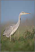 auf den Wiesen am Niederrhein... Graureiher *Ardea cinerea* bei der Jagd