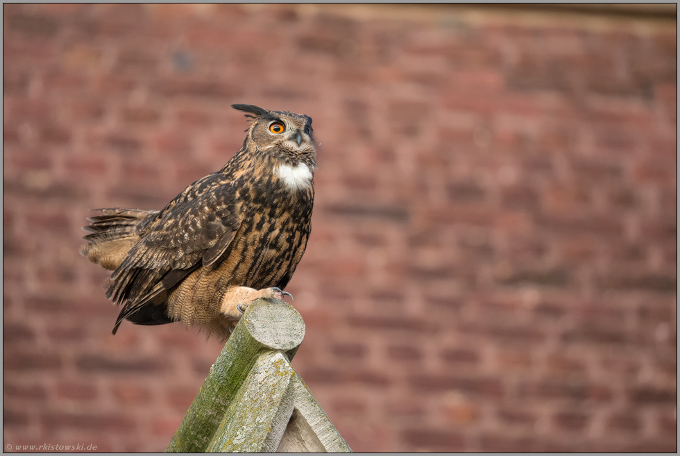 Herbstbalz... Europäischer Uhu *Bubo bubo* balzt auf dem Giebel einer Kirche