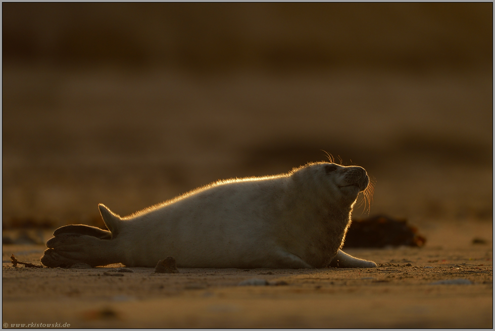 Steuerpinne... Kegelrobbe *Halichoerus grypus*, Jungtier im abendlichen Gegenlicht