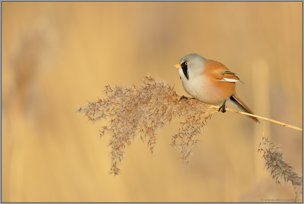 auf einem Schilfhalm sitzend... Bartmeise *Panurus biarmicus * frisst von den Samen einer Schilfrispe