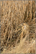 versteckt im Ried... Grosse Rohrdommel *Botaurus stellaris * sitzt im Schilf