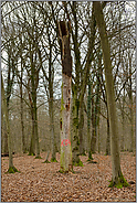 Lebensraum der Bechsteinfledermaus... Hambacher Forst *Nordrhein-Westfalen*, stehendes Totholz