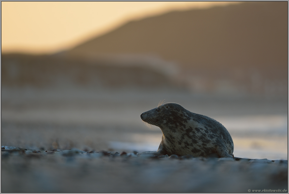 Helgoland... Kegelrobbe *Halichoerus grypus*, Blick über die Düne zur Hauptinsel