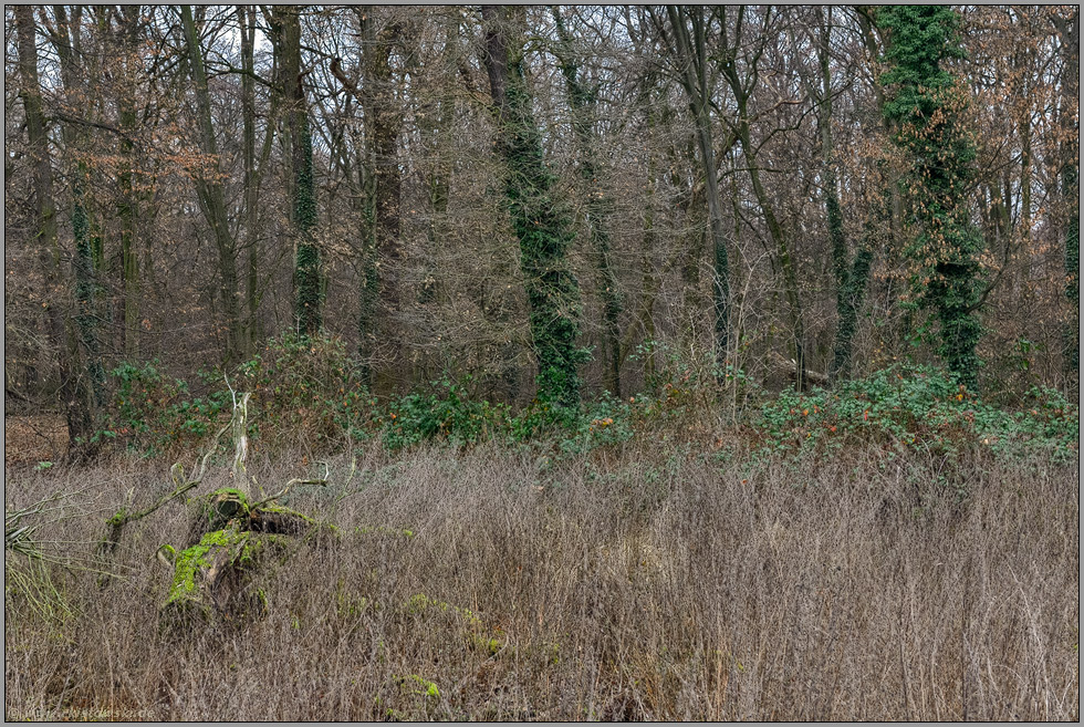 artenreicher Laubmischwald... Hambacher Forst *Nordrhein-Westfalen*