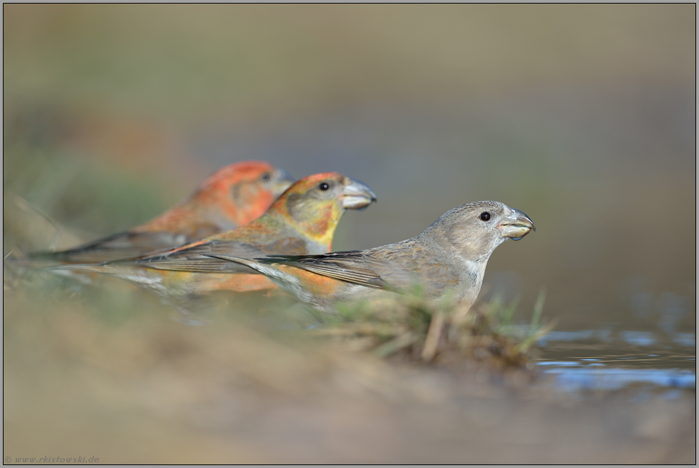 seltene Gäste aus dem hohen Norden... Kiefernkreuzschnabel *Loxia pytyopsittacus *, Weibchen mit zwei Männchen