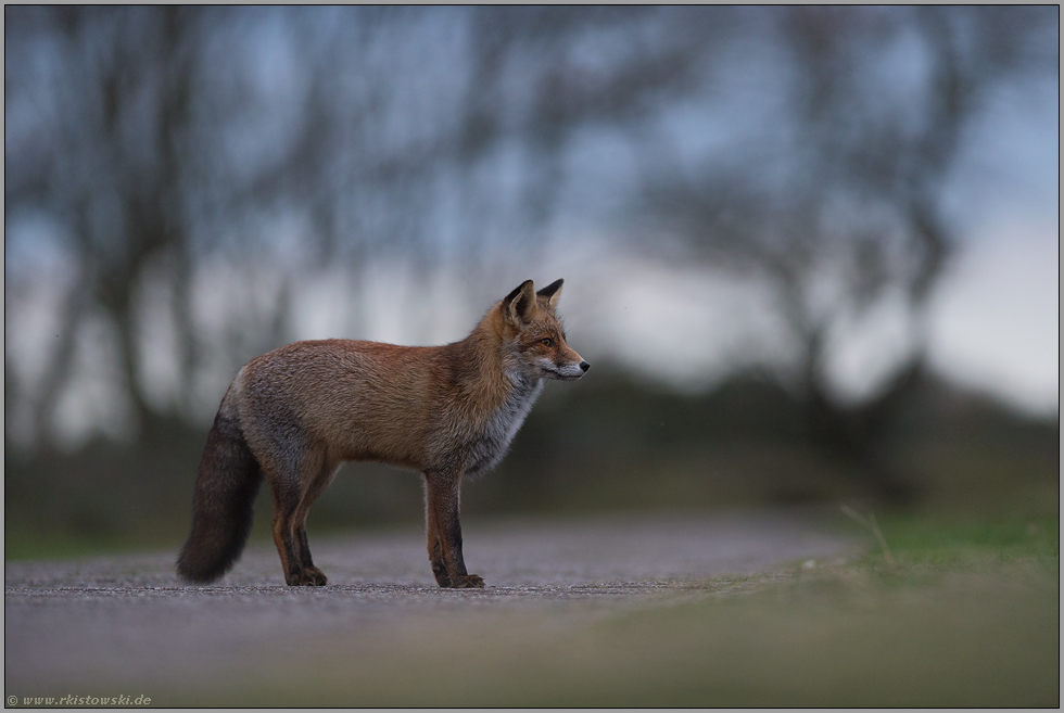 Stadtfüchse... Rotfuchs *Vulpes vulpes* steht mitten auf einer Straße