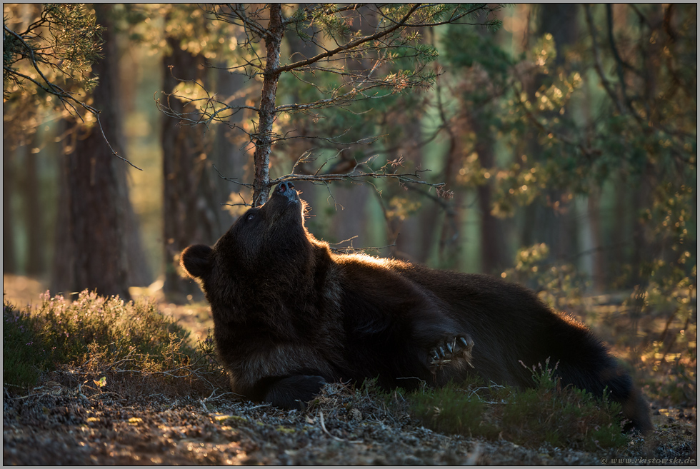 (un)gemütlich... Europäischer Braunbär *Ursus arctos* ruht unter einem kleinen Baum