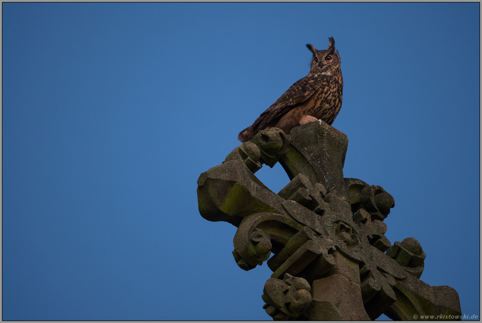 bei Einbruch der Dunkelheit... Europäischer Uhu *Bubo bubo* sitzt auf einem Kirchenkreuz