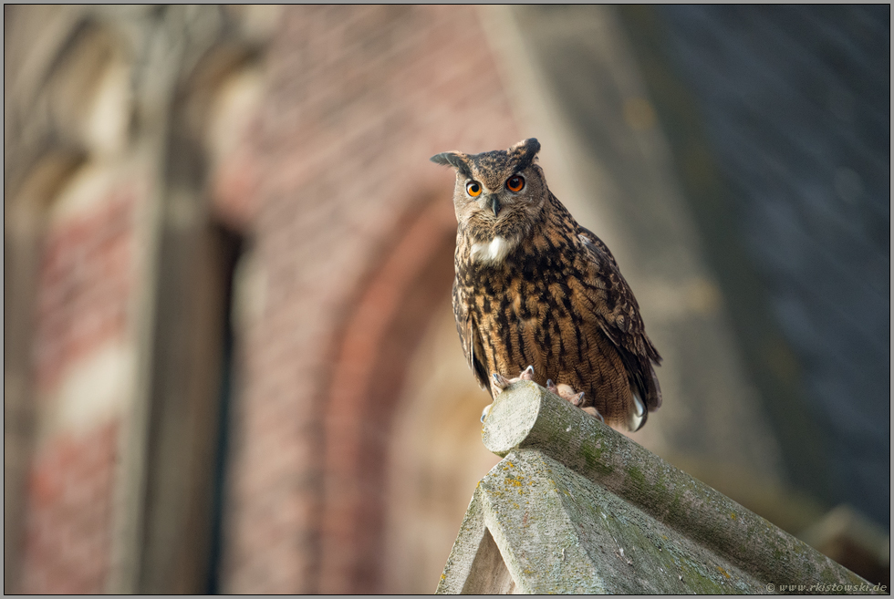 in der Stadt... Europäischer Uhu *Bubo bubo* sitzt auf einem Kirchendach