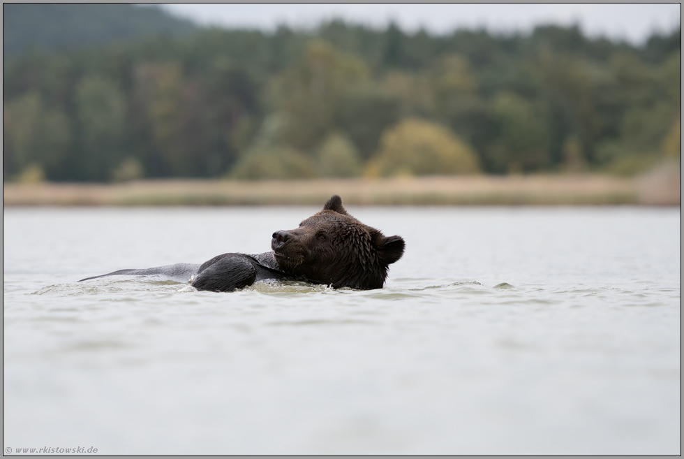 guter Schwimmer... Europäischer Braunbär *Ursus arctos* im Wasser