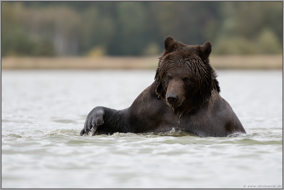 verspielt... Europäischer Braunbär *Ursus arctos* vergnügt sich im Wasser