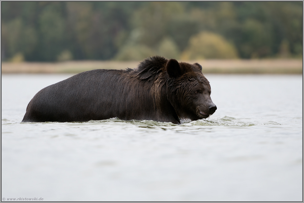 bis zum Bauch im Wasser... Europäischer Braunbär *Ursus arctos*