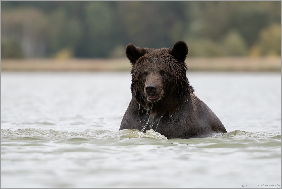 im Wasser... Europäischer Braunbär *Ursus arctos* beim Bad im See