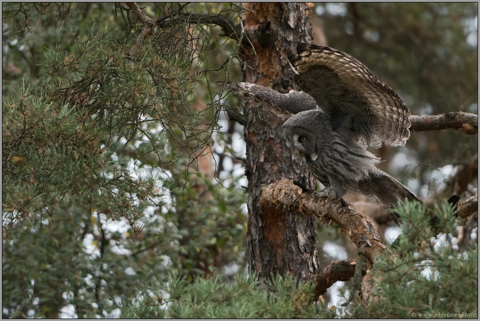 flügelschlagend... Bartkauz *Strix nebulosa* im Baum (Kiefer)