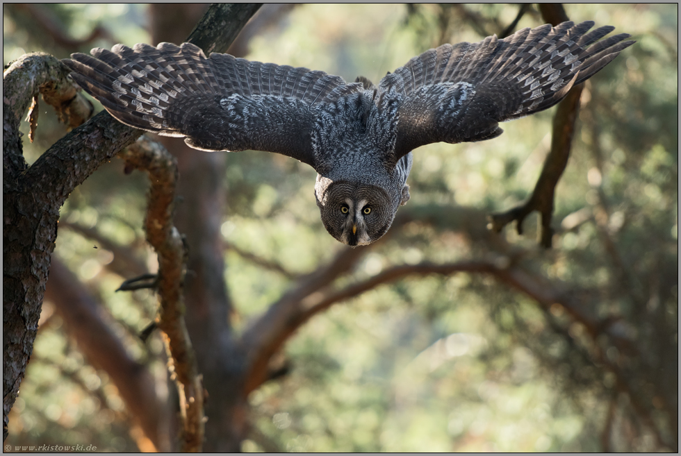 Ansitzjäger... Bartkauz *Strix nebulosa* beim Abstoss von der Sitzwarte auf Jagd nach Beute