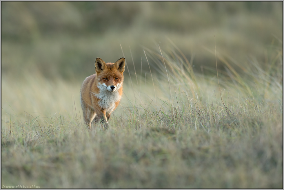 herannahend... Rotfuchs *Vulpes vulpes* kommt näher